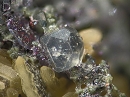 Fluorapatite1377