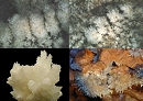 Aragonite4271