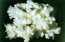 Aragonite4276