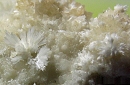 Aragonite4297