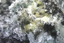 Halotrichite2701