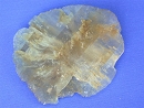 Gypsum5426