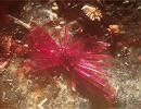 Erythrite278