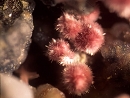 Erythrite315