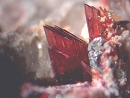 Erythrite321