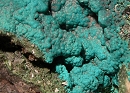 Turquoise3501
