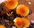 Cacoxenite7055