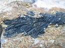 Schorl1784