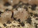 Hemimorphite2204