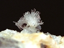 Hemimorphite2212