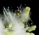 Tremolite7981