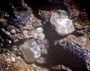 Leucite6561