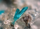 Dioptase124