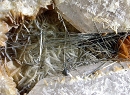 Millerite4967