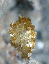 Biotite801