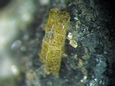 Hornblende5439