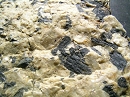 Hornblende5464