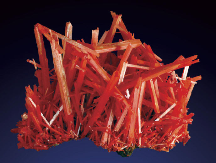 High quality crocoite specimens recovered from 2010 Pocket; size of specimen 16 cm, crystals up to 9.5 cm. A. Wright photo.