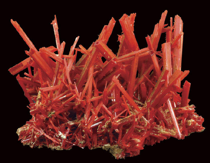 One of the best crocoite specimens recovered from 2010 Pocket; size of specimen 16,5 cm, crystals up to 10 cm. A. Wright photo.