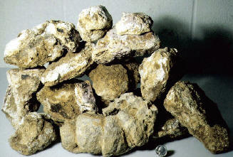 36 kg pile of gold from the high grade vein! Photo taken ca. 1992 by B. Veek.