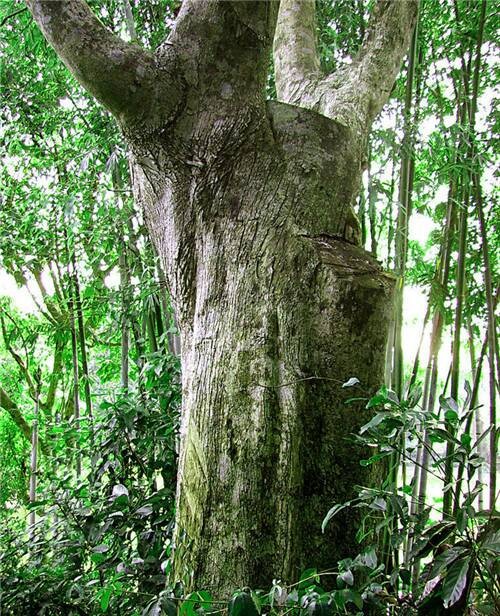 沉香木知识全面扫盲和日常保养注意事项